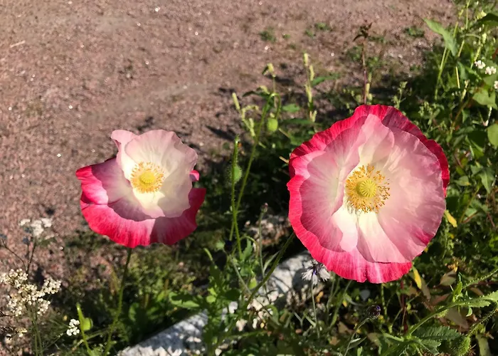 Little Red School House Taivassalo